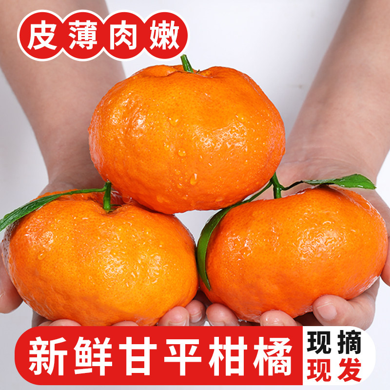 甜柑子,柑子_大山谷图库