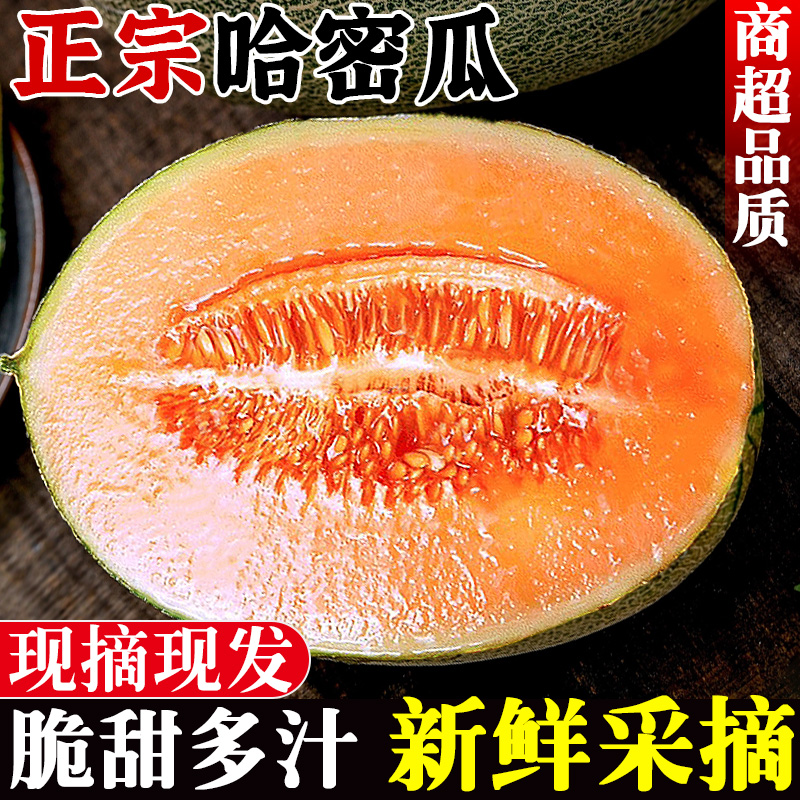 【正宗哈密瓜】精选品质！脆甜