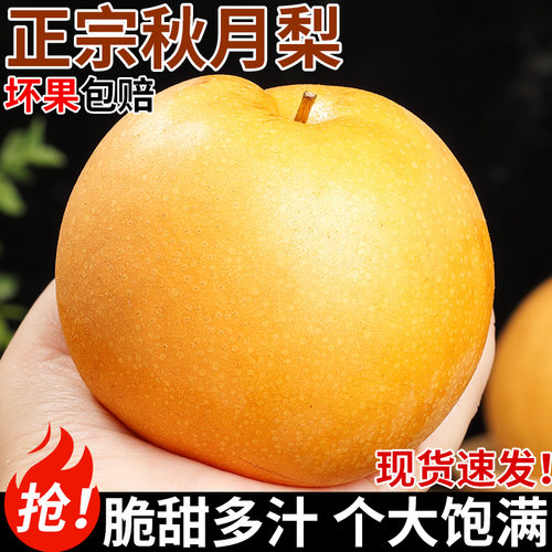 正宗莱阳秋月梨！果大饱满！脆甜
