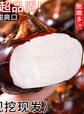 新鲜现挖马蹄果5斤当季削皮即食水果荸荠珍珠桂花马蹄脆甜地栗梨