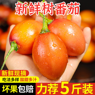 云南新鲜大树番茄树酸茄洋酸茄新鲜鸡蛋果番茄缅茄傣味水果整箱10