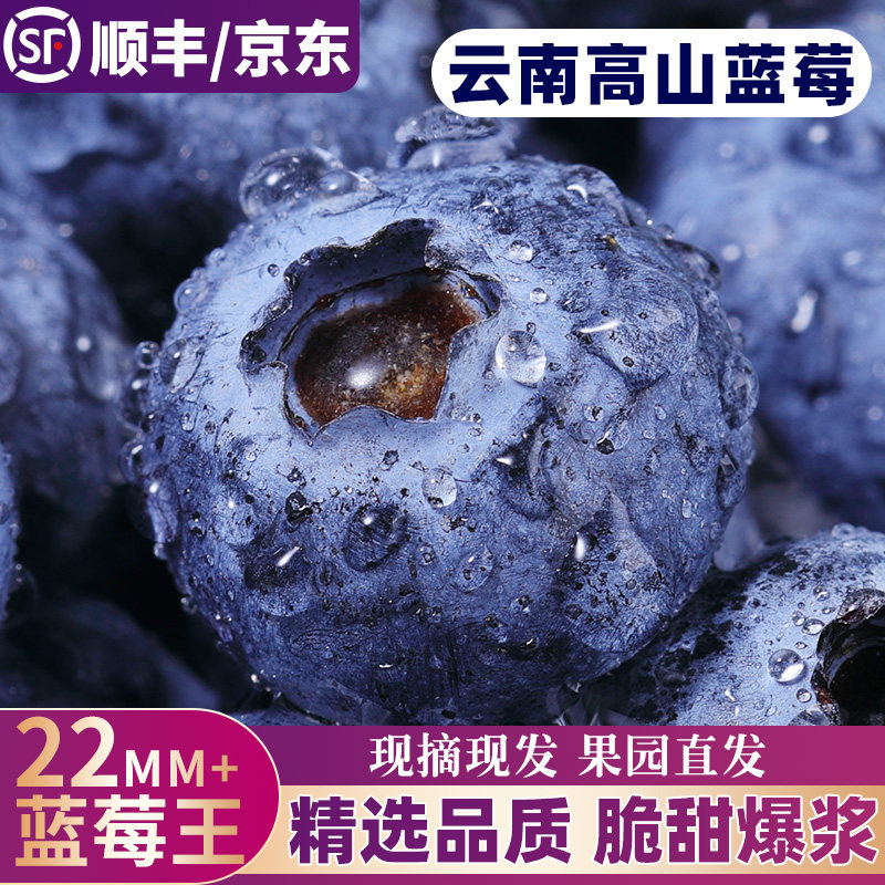 云南高山蓝莓鲜果当季怡颗蓝莓高山L25花香新鲜水果现摘顺丰京东3