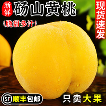 正宗砀山黄桃10斤新鲜毛桃子水果应当季现摘黄肉蜜桃大果整箱包邮