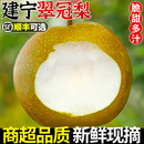 正宗建宁翠冠梨10斤当季 新鲜脆甜黄花梨香酥雪梨水果苏翠一号梨