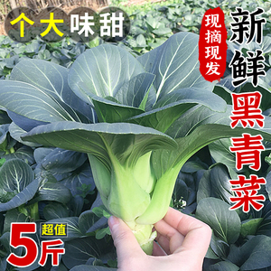 新鲜黑青菜5斤苏北农家霜冻上海青大青菜青矮脚打太湖黑油菜包邮