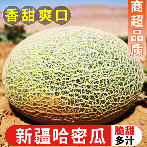 精选哈密瓜！脆甜多汁！皮薄肉厚
