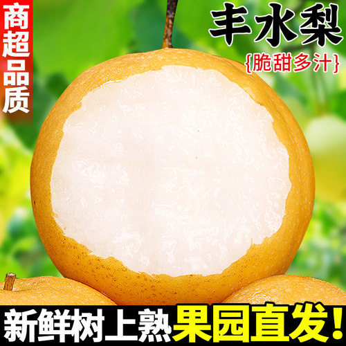 现摘！莱阳丰水梨！皮薄肉厚！