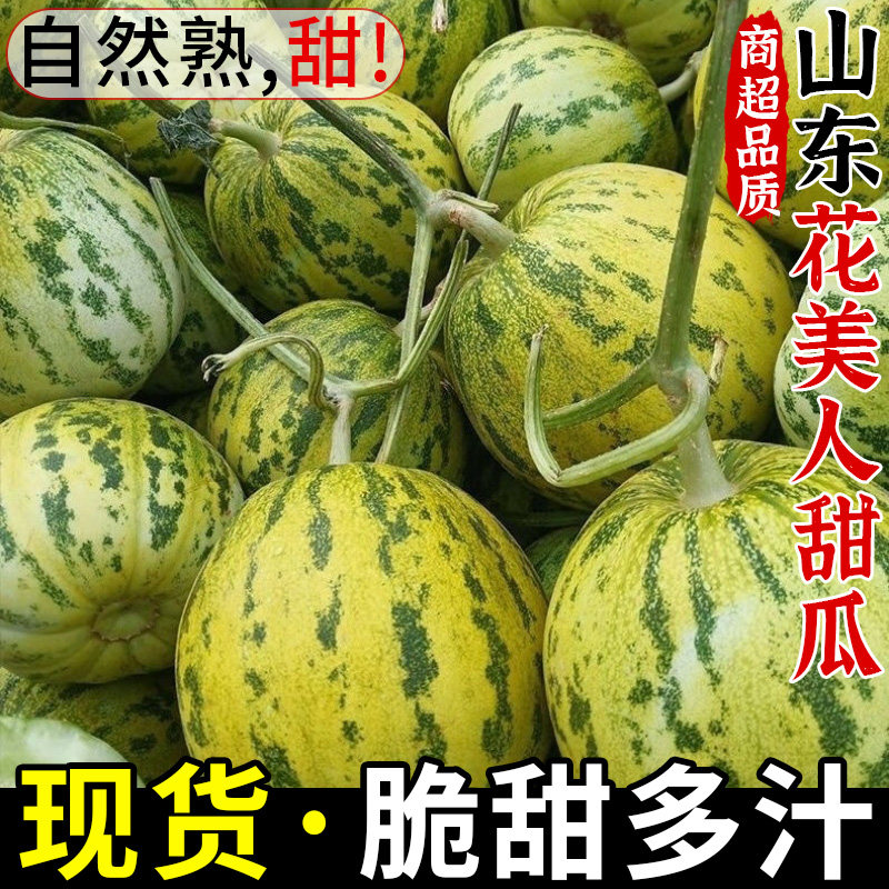 山东花美人甜瓜八里香瓜5斤新鲜水果应季脆蜜瓜花姑娘白糖瓜现摘
