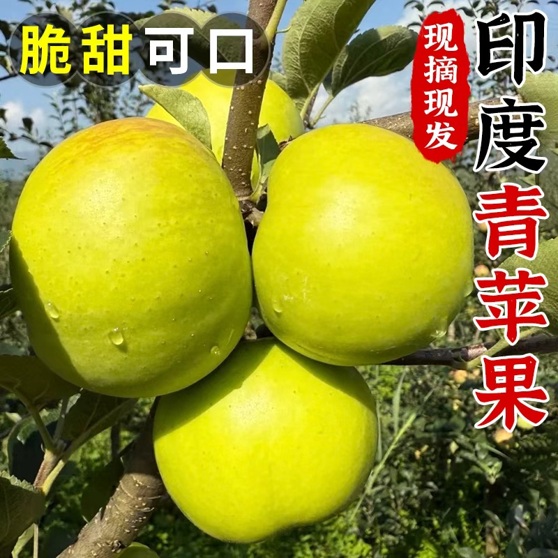 精选品质丨印度青苹果丨酸脆多汁