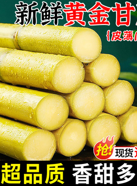 正宗广西黄金甘蔗当季新鲜现砍脆甜榨汁杆蔗甜杆果蔗特产水果包邮