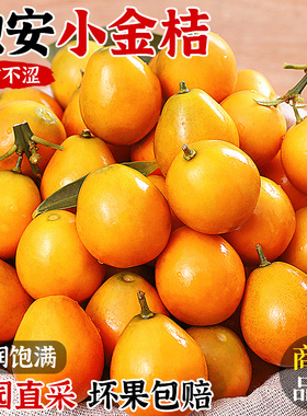 广西脆皮金桔新鲜水果桔子当季现摘甜蜜小金柑桔金橘融安特产整箱