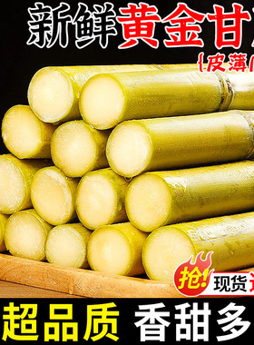 广西黄金甘蔗9斤当季新鲜脆甜黄皮甘蔗中段热带水果正宗特产包邮3