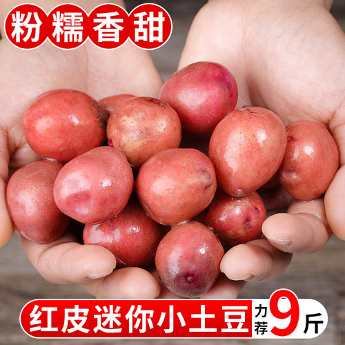 现挖！红皮黄心土豆！粉糯香甜