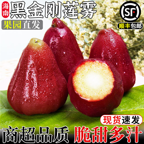 顺丰速发！海南黑金刚莲雾！脆甜