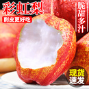 陕西彩虹梨新鲜梨子当季 水果整箱红皮梨香脆甜早酥梨薄皮蜜梨大果