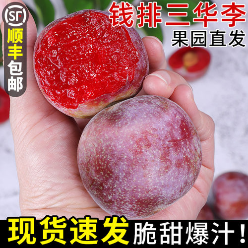 果园现摘丨钱排三华李丨酸甜可口