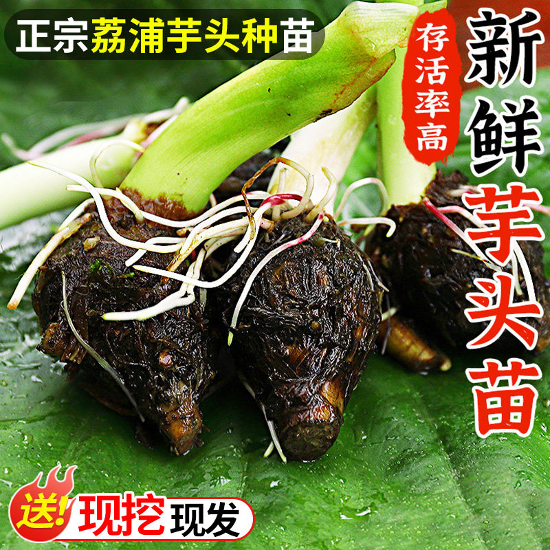 正宗广西荔浦芋头种植苗农家槟榔香芋种子苗栽培育苗种籽新鲜蔬菜