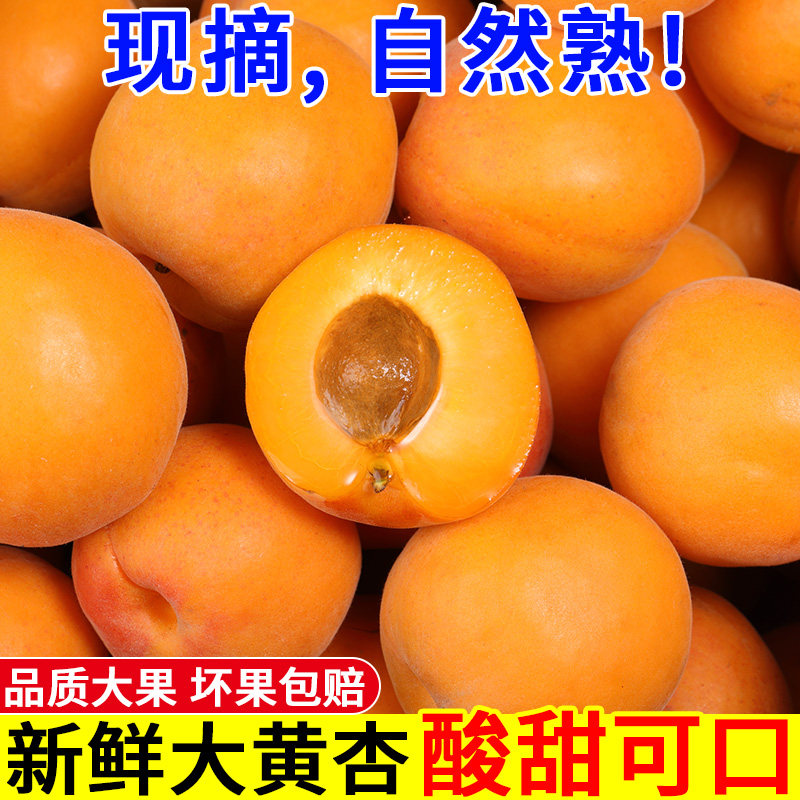 现摘陕西大黄杏子5斤新鲜杏子水果应当季孕妇酸杏甜杏太阳杏整箱