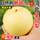 河北皇冠梨新鲜梨子10斤当季 水果正宗脆甜梨子现摘皇冠梨雪梨整箱