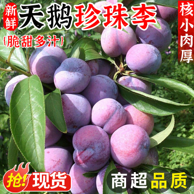 自然熟！天鹅珍珠李！现摘现发