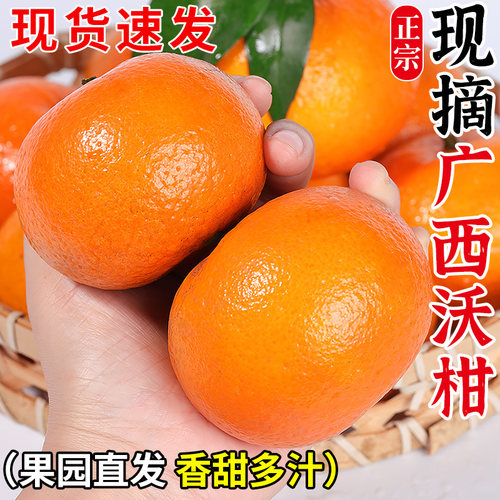 【广西沃柑热销榜】正宗原产地！
