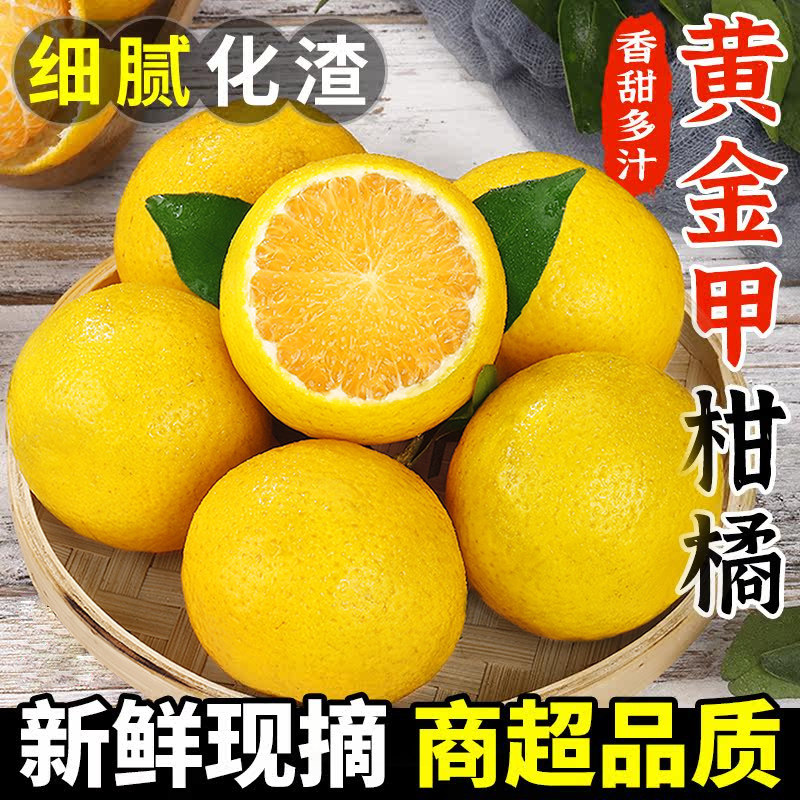 黄金甲柑橘新鲜水果当季正宗橘子皇帝蜜柑橘黄肉桔子现摘大果包邮