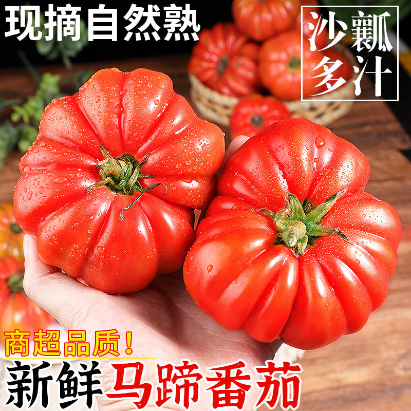 马蹄番茄正宗老品种5斤露天西红柿当季新鲜沙瓤生吃水果农家特产3