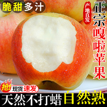 正宗嘎啦苹果10斤新鲜水果应当季现摘红富士甜脆冰糖心丑平果整箱