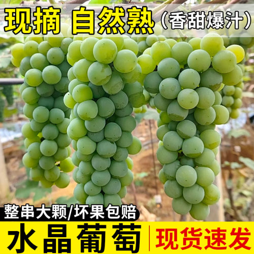 果园现摘！精品水晶葡萄！自然熟