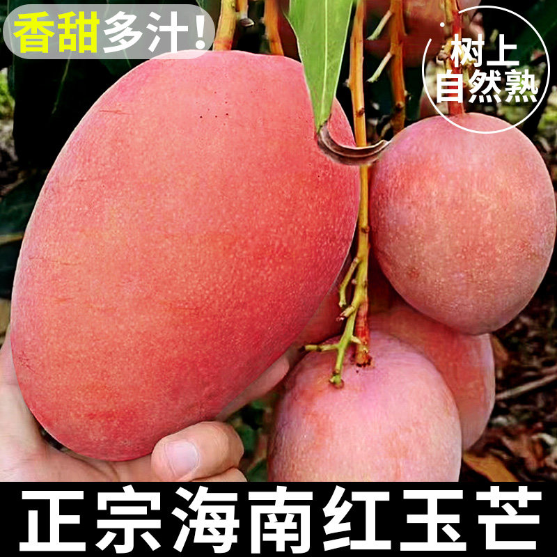 海南红玉芒三亚特产玉文芒果当季新鲜水果爱文澳芒特大果正宗包邮