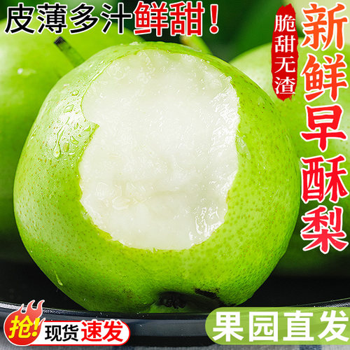 果园现摘丨陕西早酥梨丨酥脆多汁
