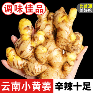 云南小黄姜新鲜生姜9斤现挖农家老姜小黄姜沙姜月子姜蔬菜罗平10