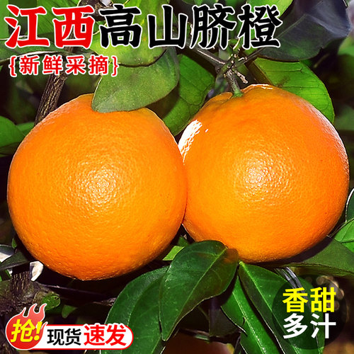 果园现摘!正宗江西高山脐橙!香甜