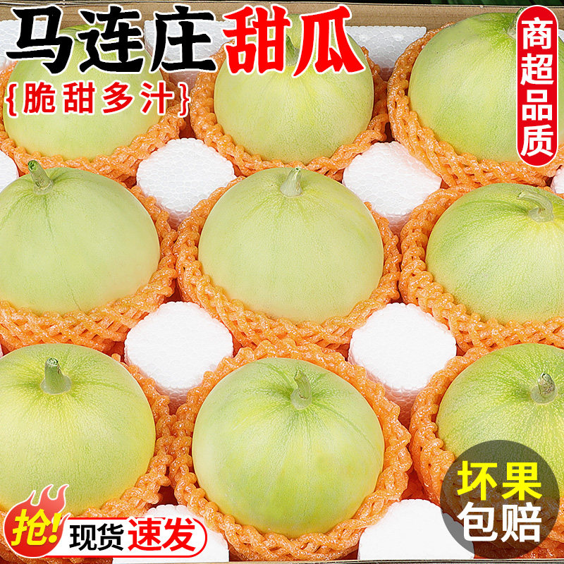 正宗马连庄甜瓜当季新鲜水果现摘脆甜小香瓜绿宝甜瓜大果孕妇整箱