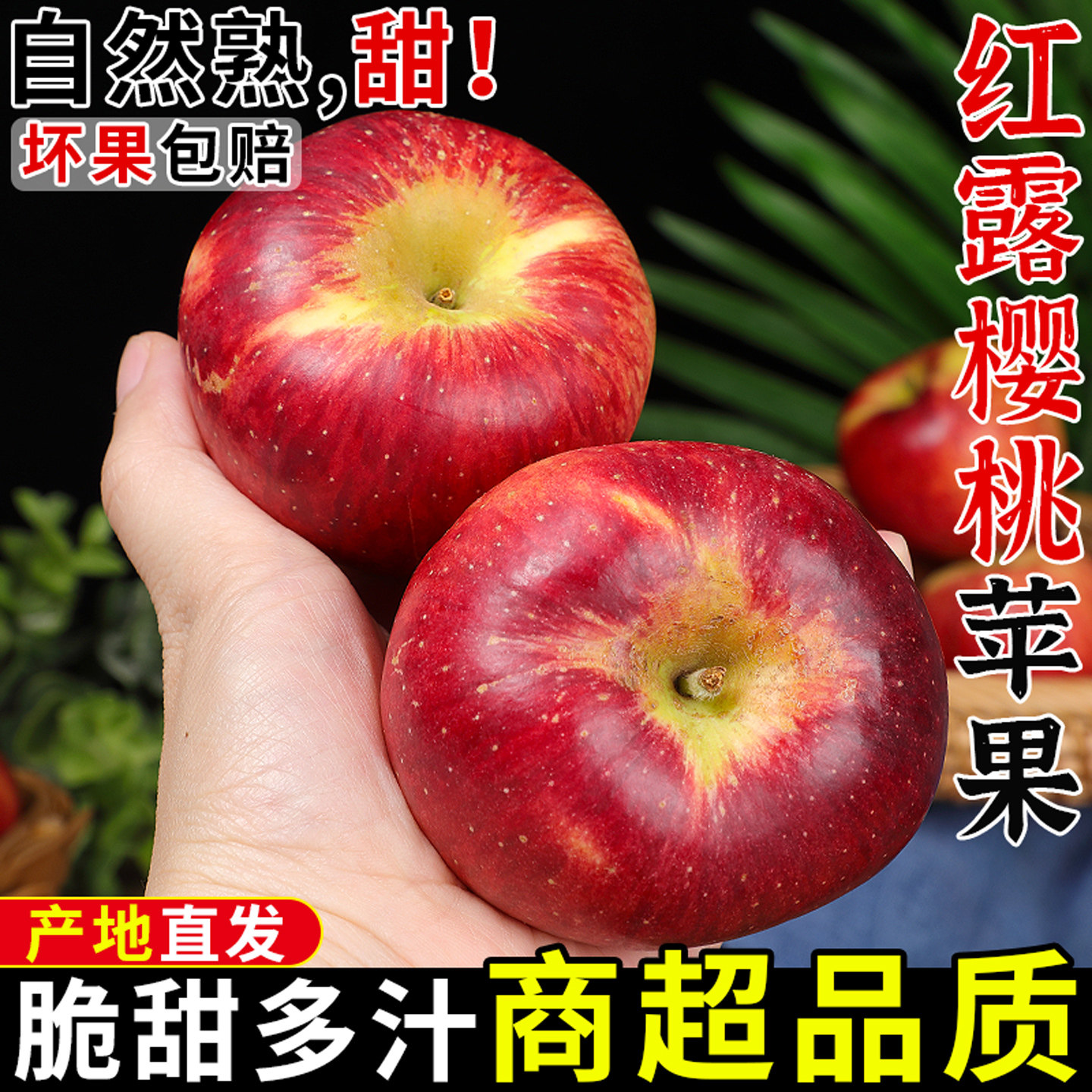 果园直发!红露小苹果!脆甜多汁