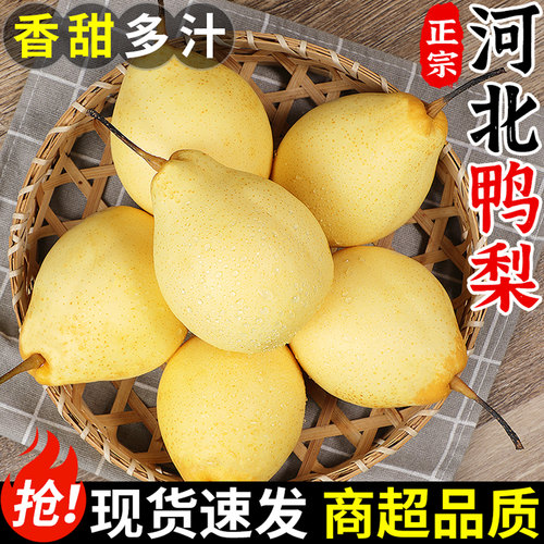 现摘现发丨河北鸭梨丨脆甜多汁