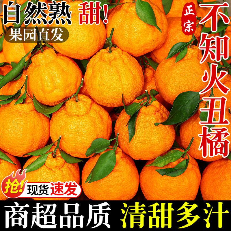 正宗四川不知火丑橘新鲜水果应当季现摘丑粑粑蜜桔柑橘子大果整箱