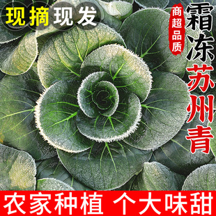 苏北农家霜冻矮脚上海青苏州青露天现摘油菜黑油菜烫火锅新鲜蔬菜