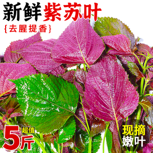 新鲜紫苏叶5斤正宗烤肉绿色蔬菜饭店龙虾鱼虾蟹调料提香去腥包邮