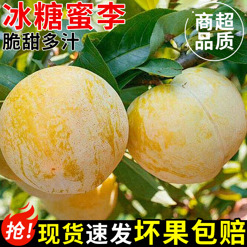 正宗冰糖李桃花李新鲜李子水果四川蜂糖李子黄金奈李孕妇整箱包邮