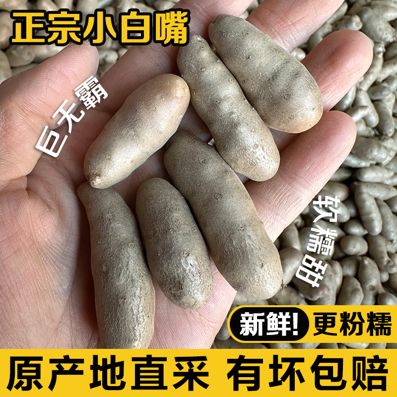 新鲜山药豆小白嘴垆土铁棍山药豆怀淮山药蛋山药种子大号5斤特大