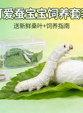 春蚕蚕种幼蚕1龄234龄送新鲜桑叶蚕宝宝活体蚕卵蚕籽学生养蚕套装