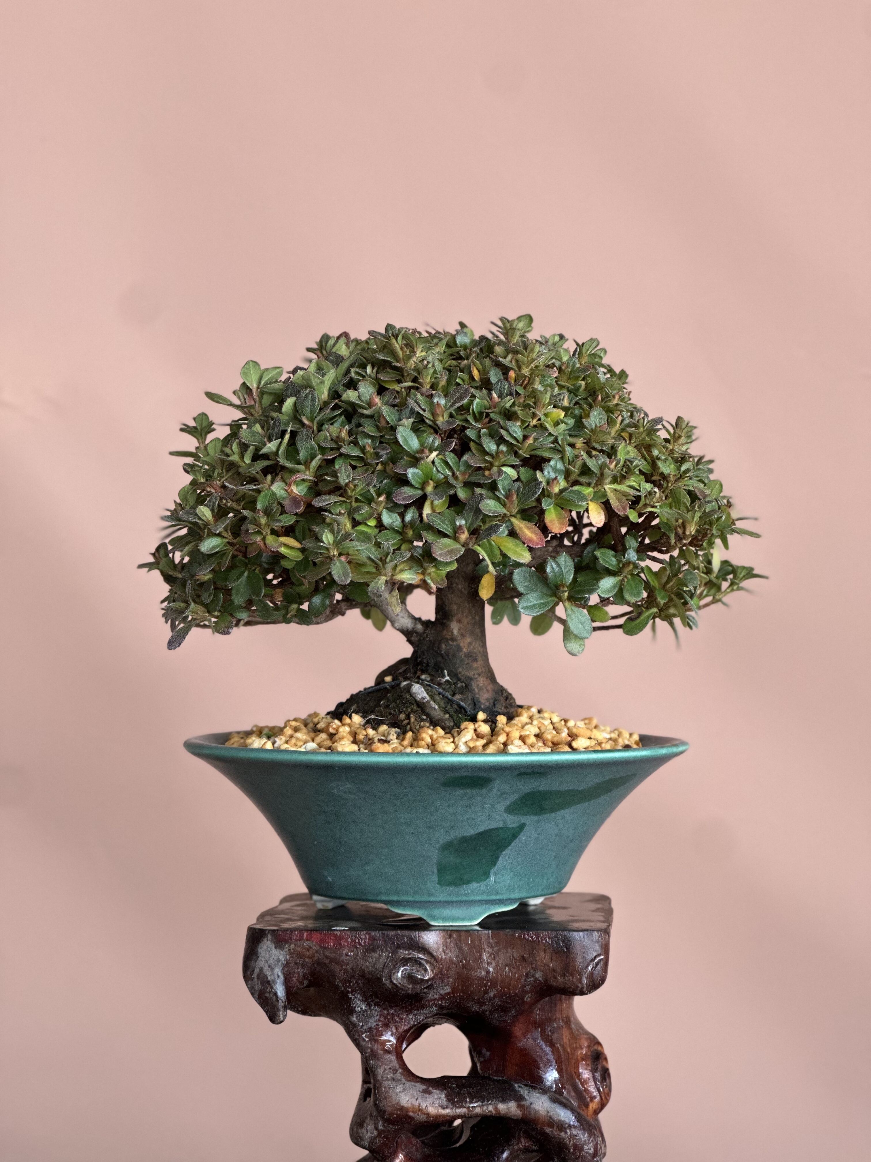 盆景植物新手好养四季常绿小矮霸鹤翁好养活植物绿植满树花苞盆景