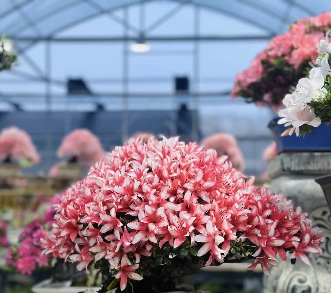 日本皋月杜鹃矮霸若惠比须盆景植物绿植盆栽四季常绿满树花苞