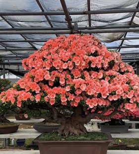 日本皋月杜鹃若惠比须樱绒鸨羽惠鸨惠盆景植物绿植盆栽四级常绿植