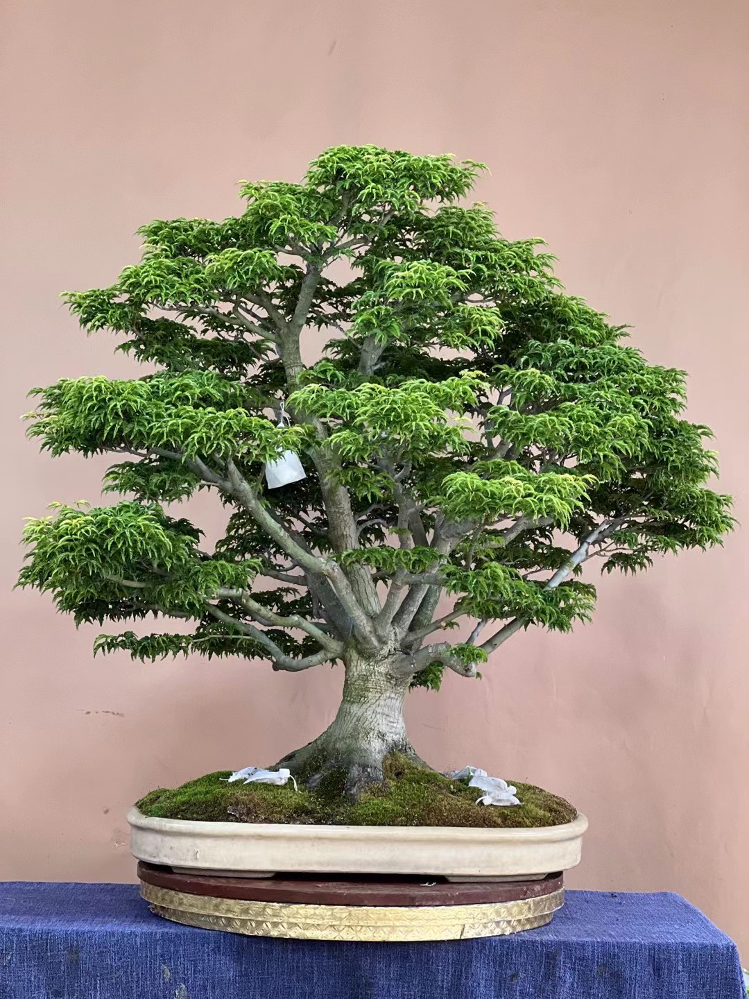 日本进口狮子头山红叶稀有名贵枫树盆景盆栽植物庭院重器大树型