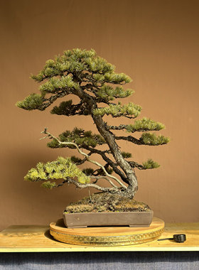 日本那须五叶松盆景植物绿植盆栽四季常绿盆景植物绿植