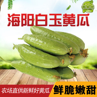 正宗海阳白玉黄瓜新鲜水果白黄瓜5斤包邮当季整箱脆嫩小黄瓜