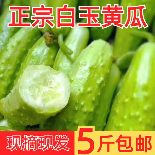 正宗白玉黄瓜脆嫩鲜甜