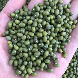 绿豆 农家小明绿豆毛绿豆绿豆芽种子绿豆粥豆500g 东北绿小豆